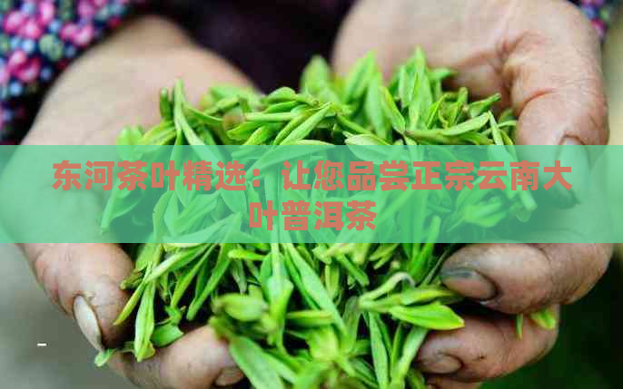 东河茶叶精选：让您品尝正宗云南大叶普洱茶