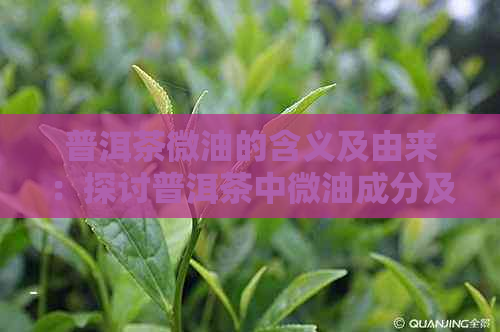 普洱茶微油的含义及由来：探讨普洱茶中微油成分及其对茶叶品质的影响