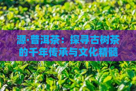 源·普洱茶：探寻古树茶的千年传承与文化精髓