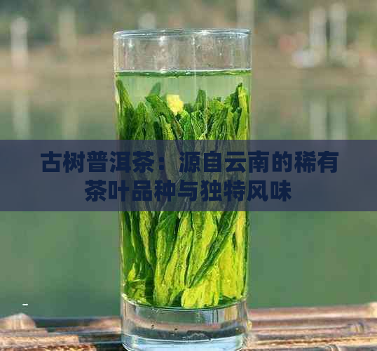 古树普洱茶：源自云南的稀有茶叶品种与独特风味