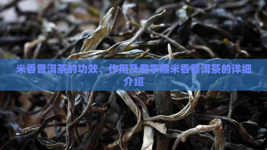 米香普洱茶的功效、作用及君享糯米香普洱茶的详细介绍