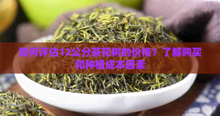 如何评估12公分茶花树的价格？了解购买和种植成本因素