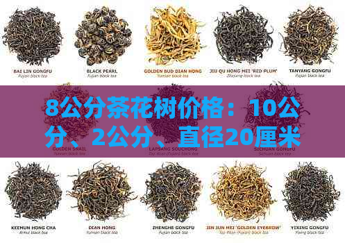 8公分茶花树价格：10公分、2公分、直径20厘米茶花树及价格信息。