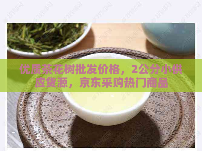 优质茶花树批发价格，2公分小供应货源，京东采购热门商品