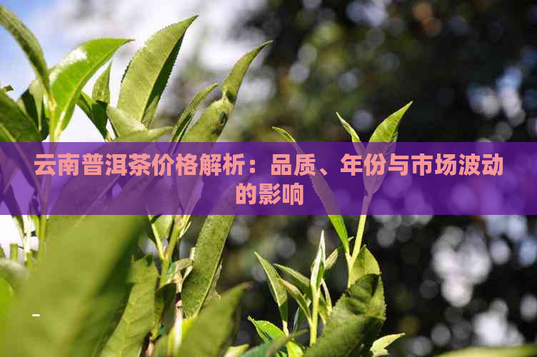 云南普洱茶价格解析：品质、年份与市场波动的影响