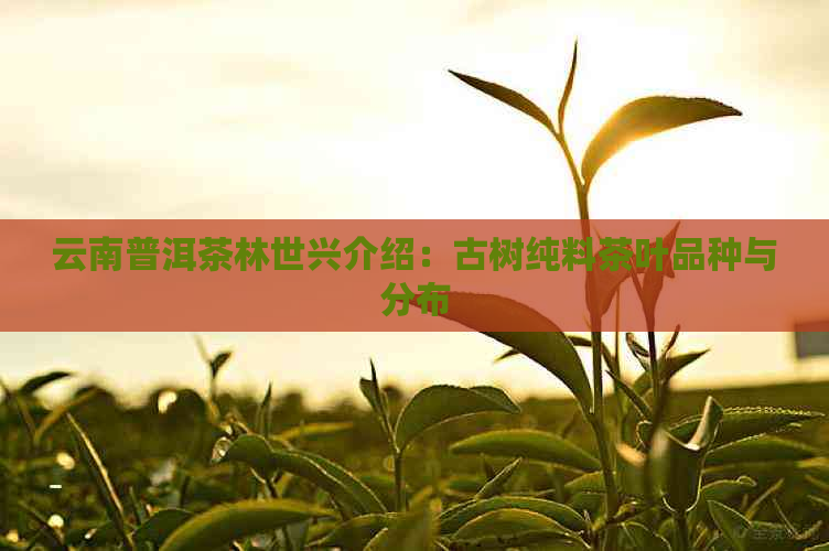 云南普洱茶林世兴介绍：古树纯料茶叶品种与分布