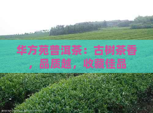 华方苑普洱茶：古树茶香，品质越，收藏佳品