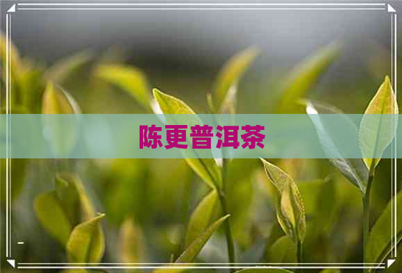 陈更普洱茶