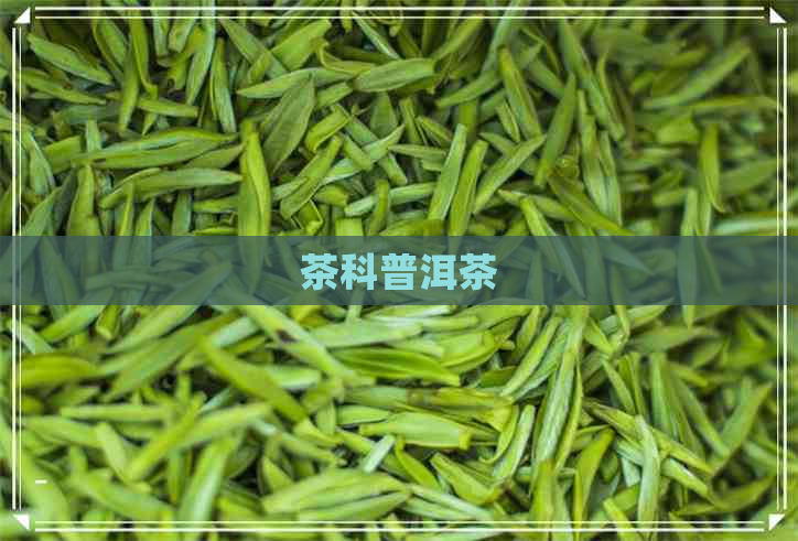 茶科普洱茶