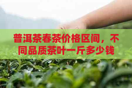 普洱茶春茶价格区间，不同品质茶叶一斤多少钱？如何选择合适的普洱茶春茶？