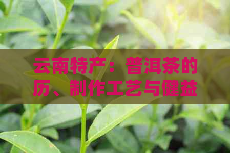 云南特产：普洱茶的历、制作工艺与健益处