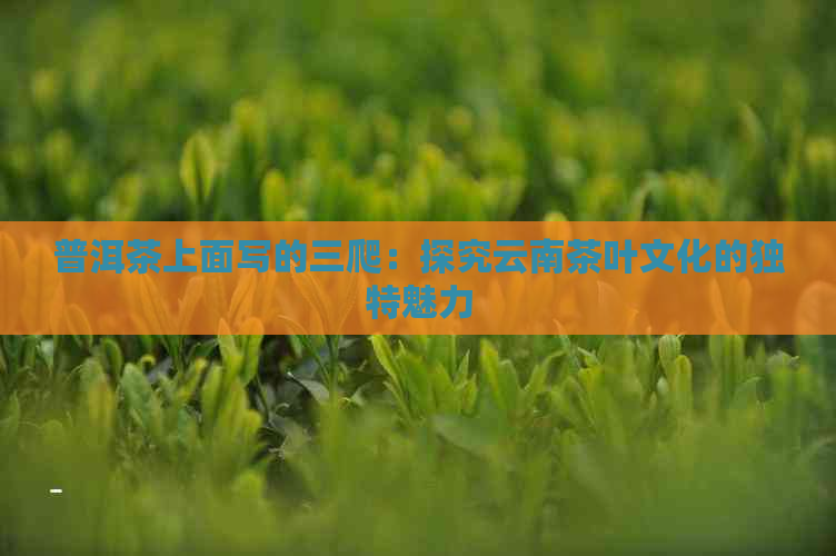 普洱茶上面写的三爬：探究云南茶叶文化的独特魅力