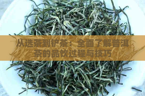 从选茶到铲茶：全面了解普洱茶的品饮过程与技巧