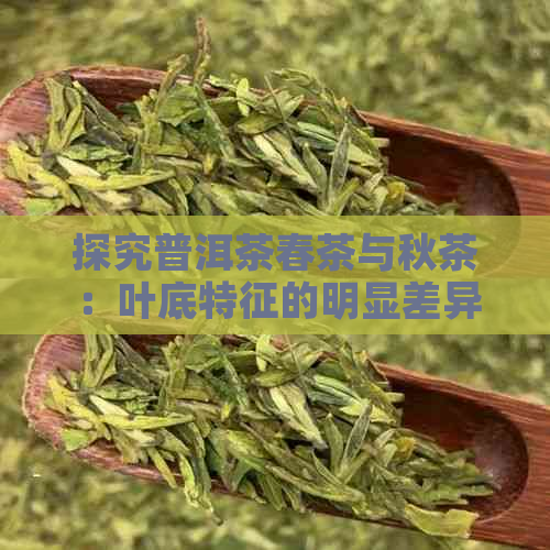 探究普洱茶春茶与秋茶：叶底特征的明显差异