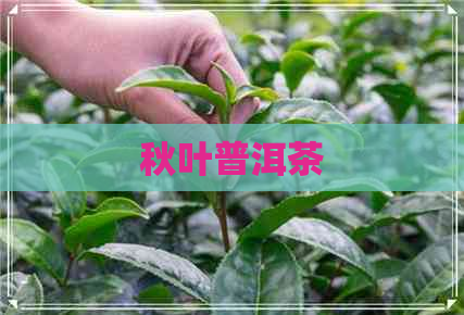 秋叶普洱茶