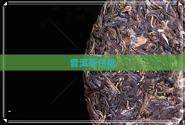 普洱茶白帆