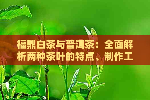 福鼎白茶与普洱茶：全面解析两种茶叶的特点、制作工艺及品饮方法