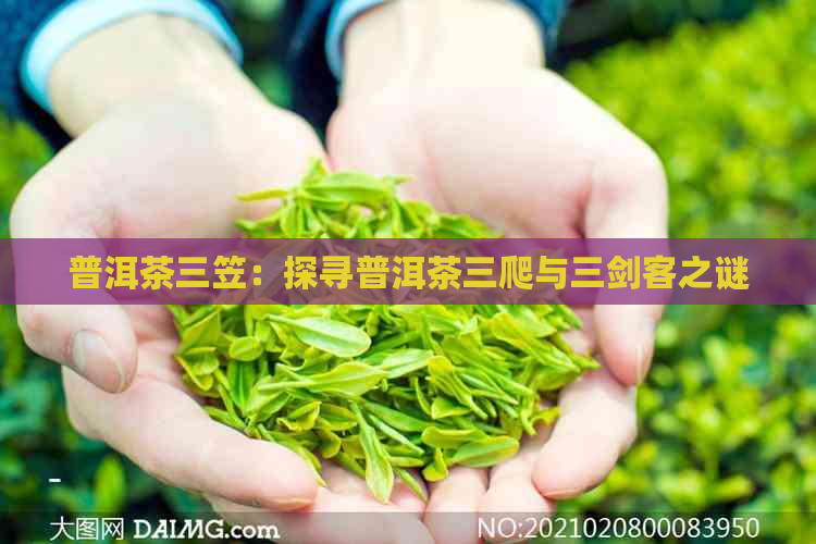 普洱茶三笠：探寻普洱茶三爬与三剑客之谜