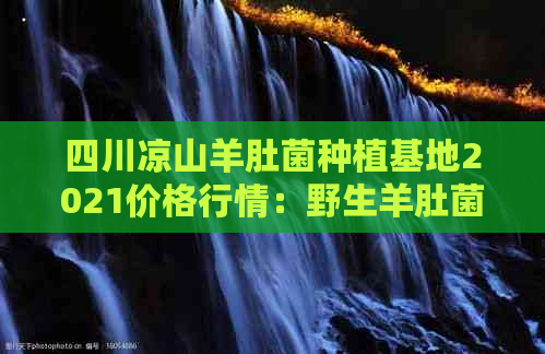 四川凉山羊肚菌种植基地2021价格行情：野生羊肚菌最新平均价及产地信息