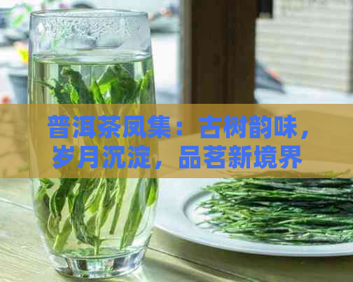 普洱茶凤集：古树韵味，岁月沉淀，品茗新境界