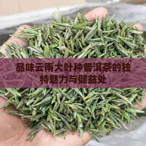 品味云南大叶种普洱茶的独特魅力与健益处