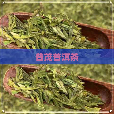 普茂普洱茶