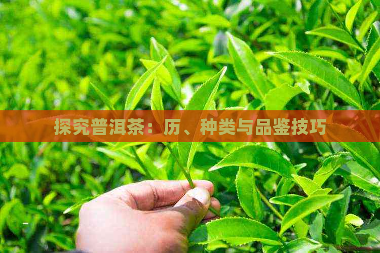 探究普洱茶：历、种类与品鉴技巧