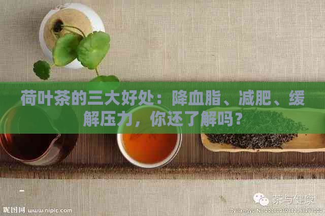 荷叶茶的三大好处：降血脂、减肥、缓解压力，你还了解吗？