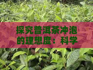 探究普洱茶冲泡的理想度：科学解析与实践指南