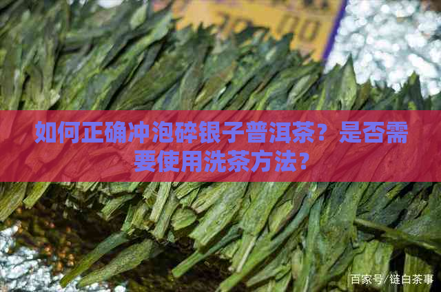 如何正确冲泡碎银子普洱茶？是否需要使用洗茶方法？