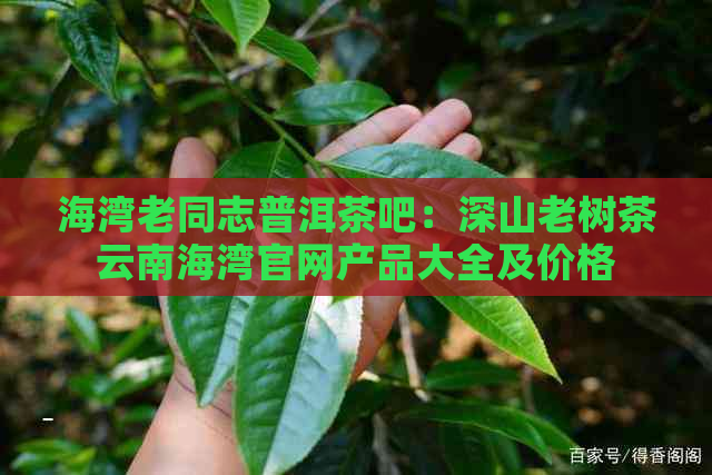 海湾老同志普洱茶吧：深山老树茶云南海湾官网产品大全及价格