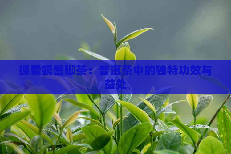 探索螃蟹脚茶：普洱茶中的独特功效与益处