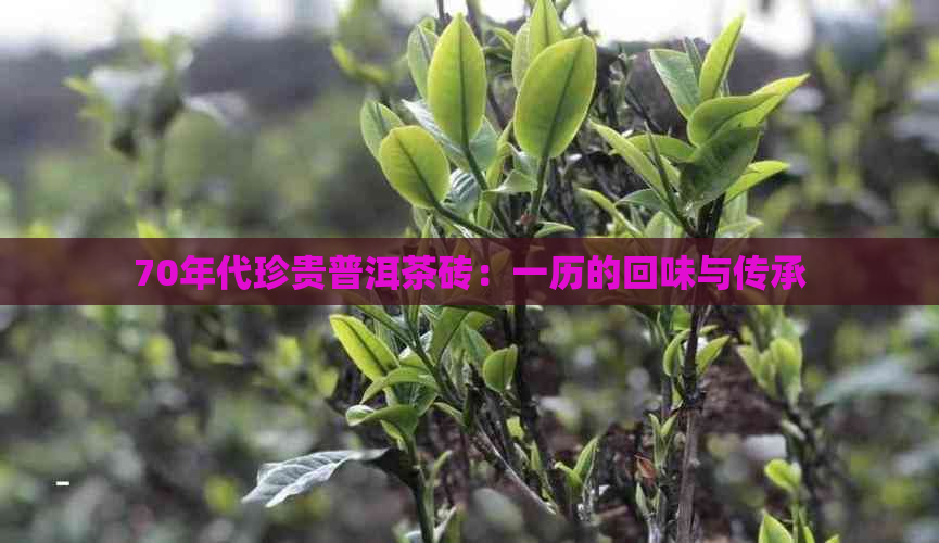 70年代珍贵普洱茶砖：一历的回味与传承