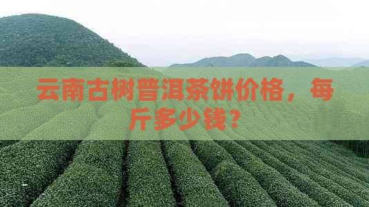 云南古树普洱茶饼价格，每斤多少钱？