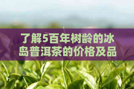 了解5百年树龄的冰岛普洱茶的价格及品质，探究其独特魅力与价值所在