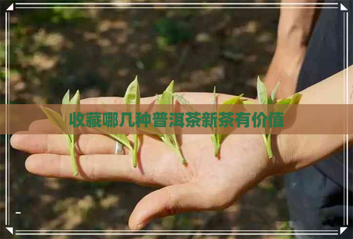 收藏哪几种普洱茶新茶有价值