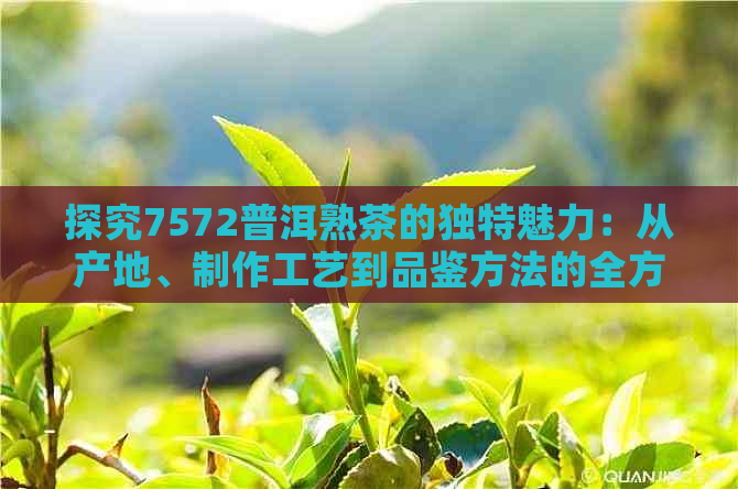 探究7572普洱熟茶的独特魅力：从产地、制作工艺到品鉴方法的全方位解析