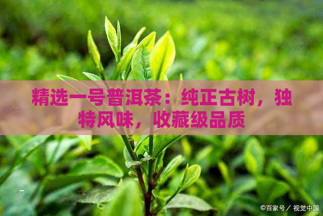 精选一号普洱茶：纯正古树，独特风味，收藏级品质