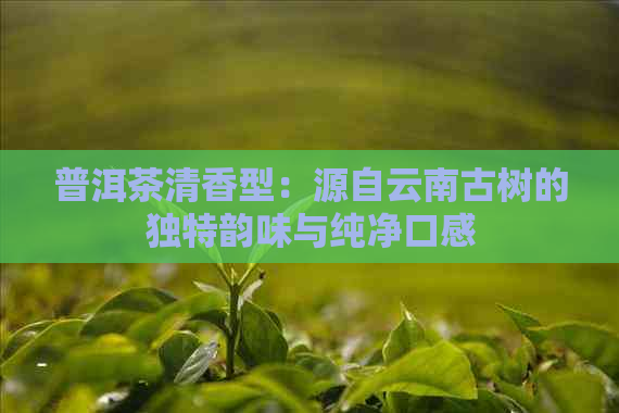 普洱茶清香型：源自云南古树的独特韵味与纯净口感