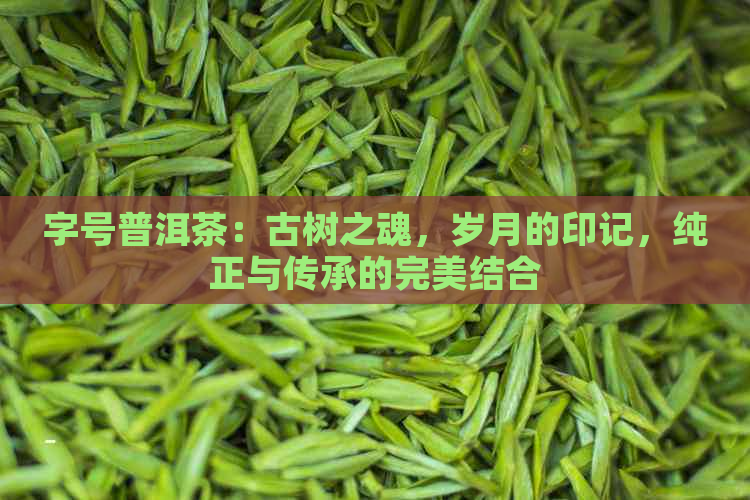 字号普洱茶：古树之魂，岁月的印记，纯正与传承的完美结合