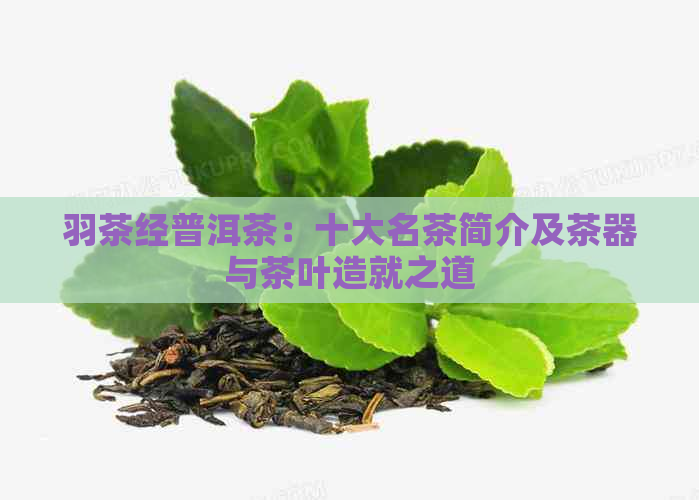 羽茶经普洱茶：十大名茶简介及茶器与茶叶造就之道