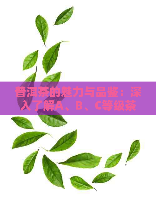 普洱茶的魅力与品鉴：深入了解A、B、C等级茶叶的独特风味