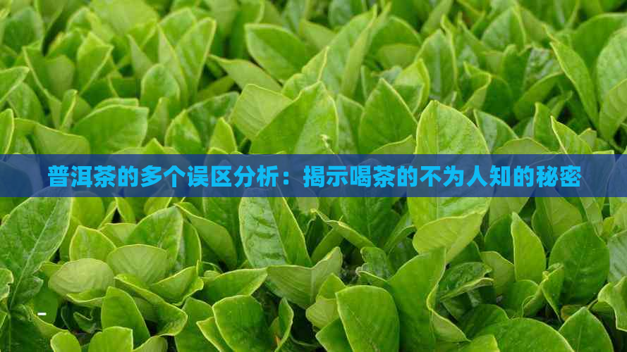 普洱茶的多个误区分析：揭示喝茶的不为人知的秘密