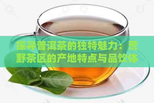 探寻普洱茶的独特魅力：荒野茶区的产地特点与品饮体验