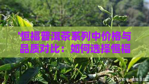 '恒福普洱茶系列中价格与品质对比：如何选择恒福普洱茶饼'