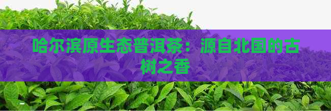 哈尔滨原生态普洱茶：源自北国的古树之香