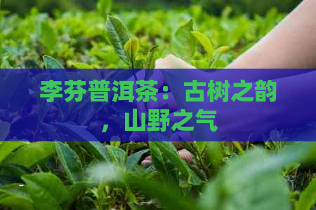 李芬普洱茶：古树之韵，山野之气