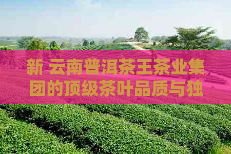 新 云南普洱茶王茶业集团的顶级茶叶品质与独特风味体验