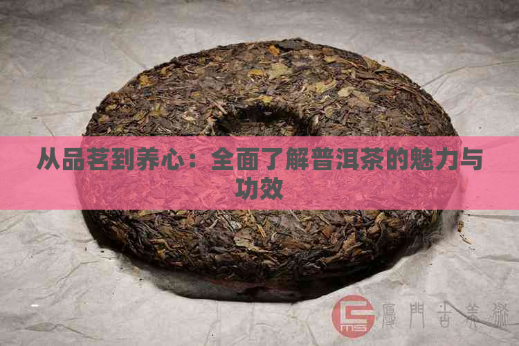 从品茗到养心：全面了解普洱茶的魅力与功效