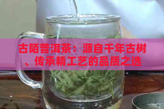 古陌普洱茶：源自千年古树、传承精工艺的品质之选